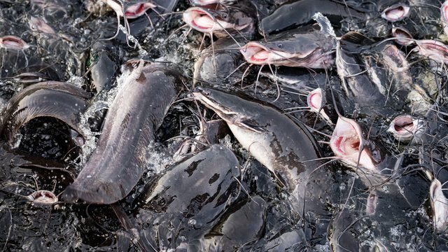 cat fish farmhub