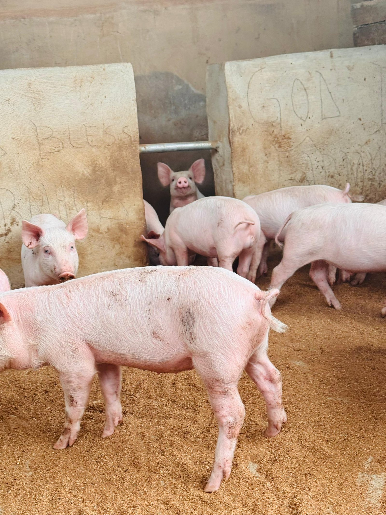 WhatsApp Image 2026-01-26 at 11.38.43 PM (2)