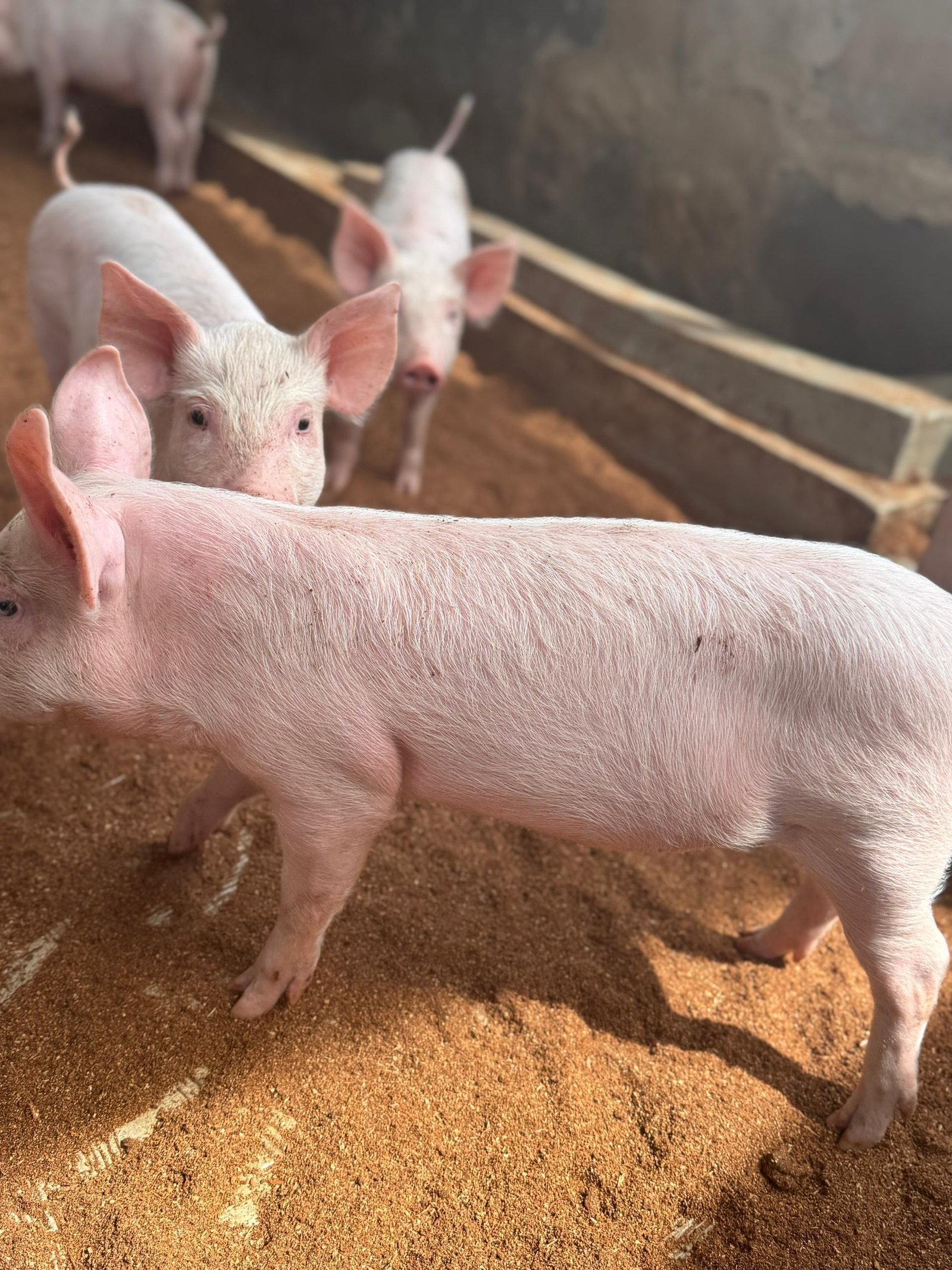 WhatsApp Image 2026-01-26 at 11.38.44 PM (2)