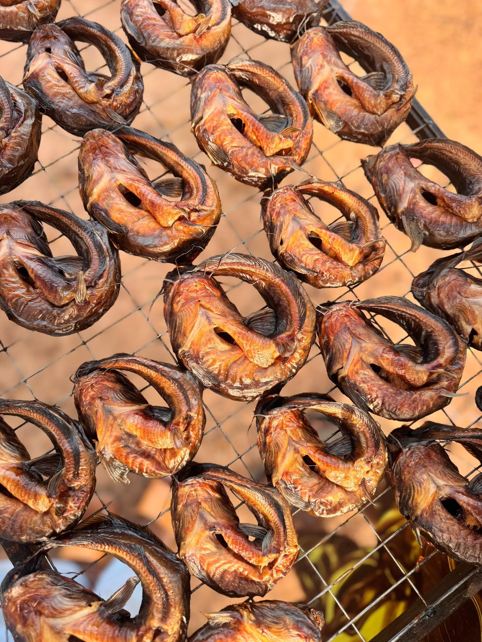 WhatsApp Image 2026-01-26 at 11.38.44 PM